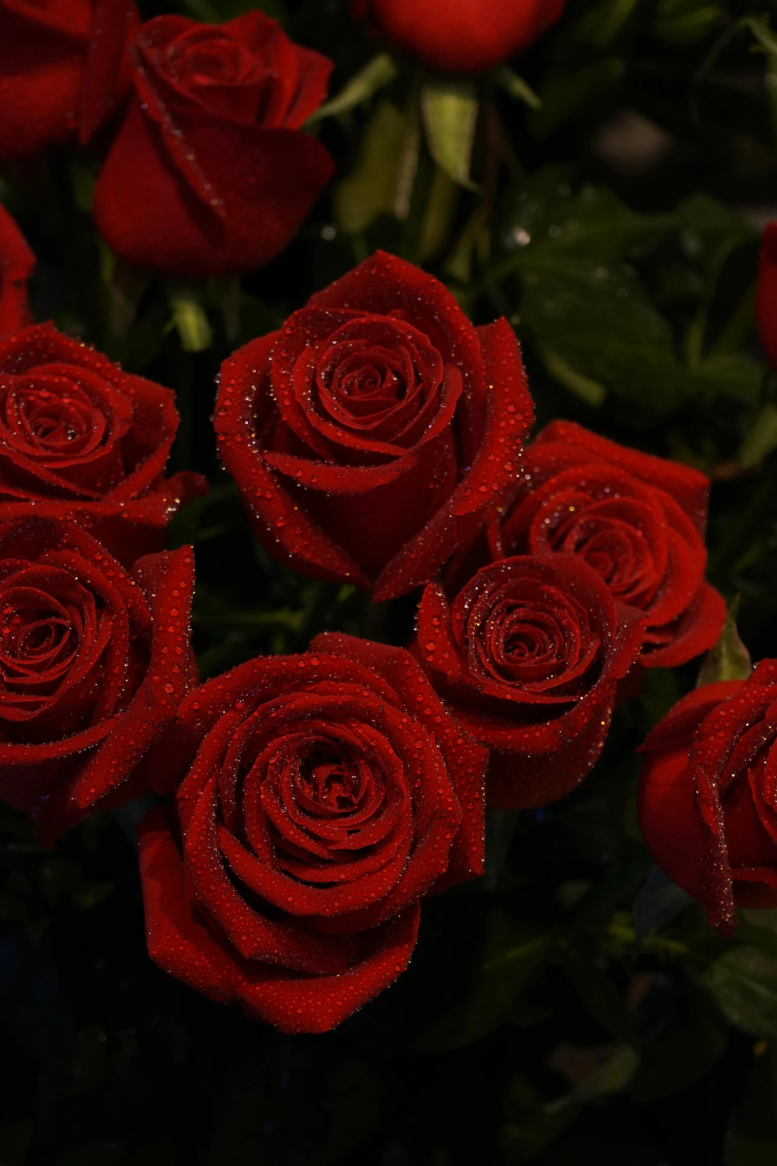 some very beautiful red roses with water droplets on them