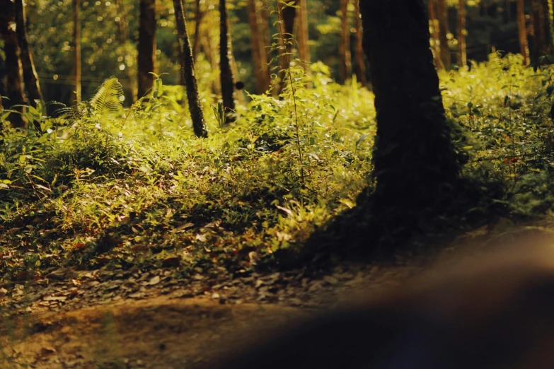 a wooded area with tall trees and bright grass