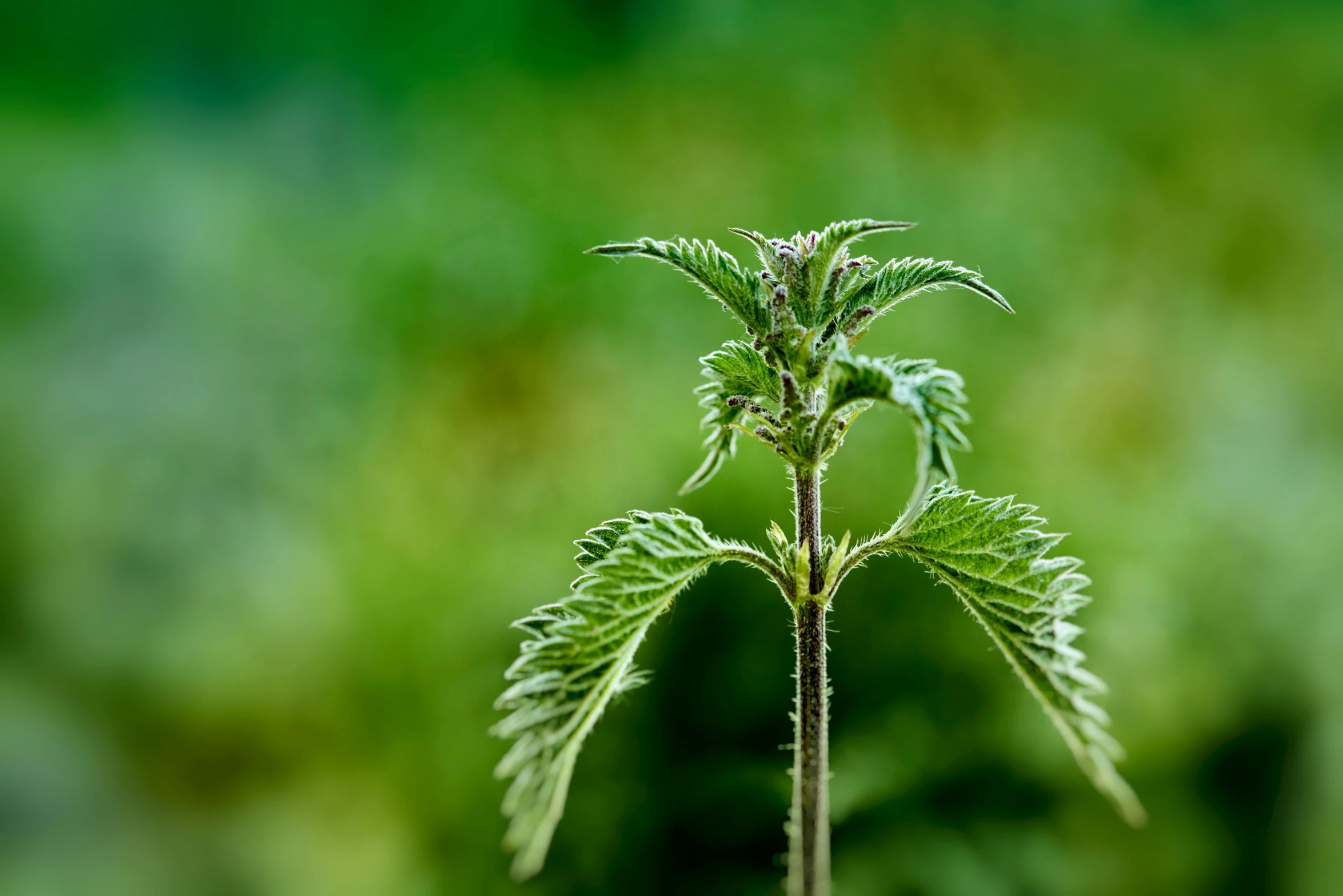 a green leafy plant sitting in a wooden pot