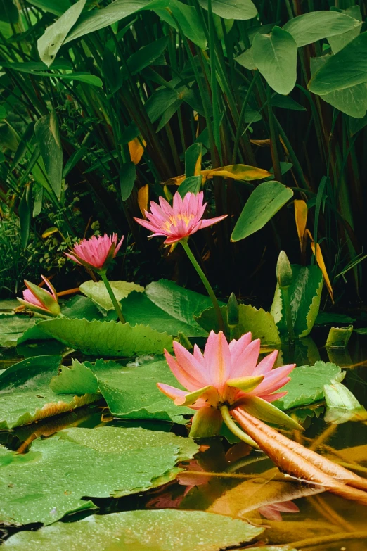 water lilies growing on the edge of a pond