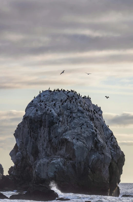 there are many birds that are on the top of a rock