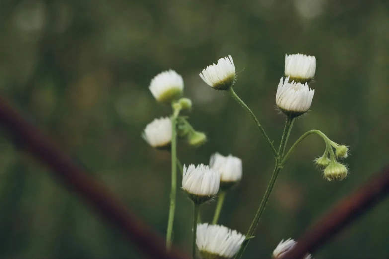 a small cluster of white flowers