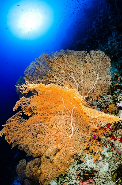 underwater pograph of an coral and sponges in the water
