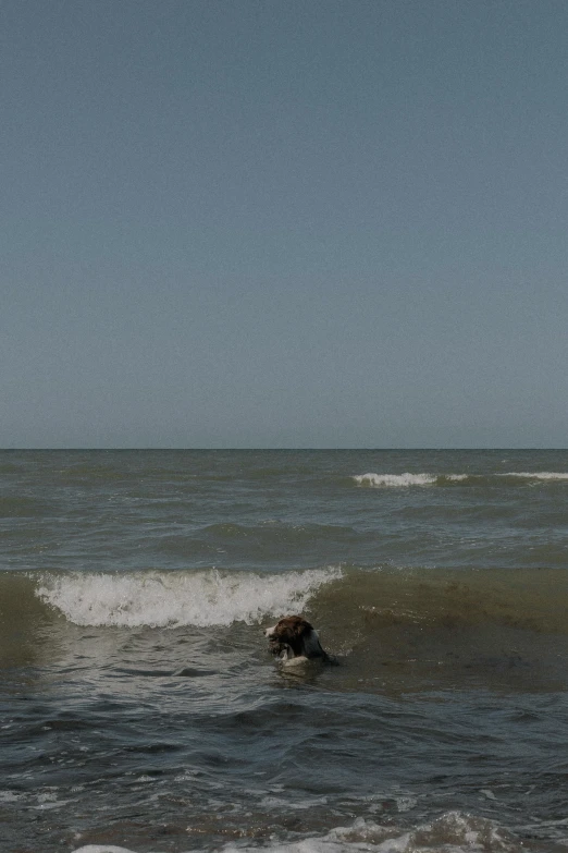 a small dog swimming in the ocean waves