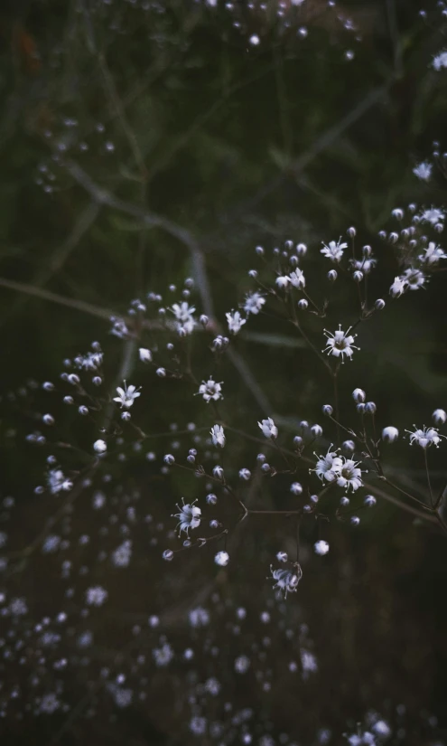 a flower blooming on the side of a tree