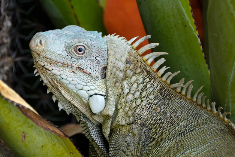 the close up of a lizard's head and eyes