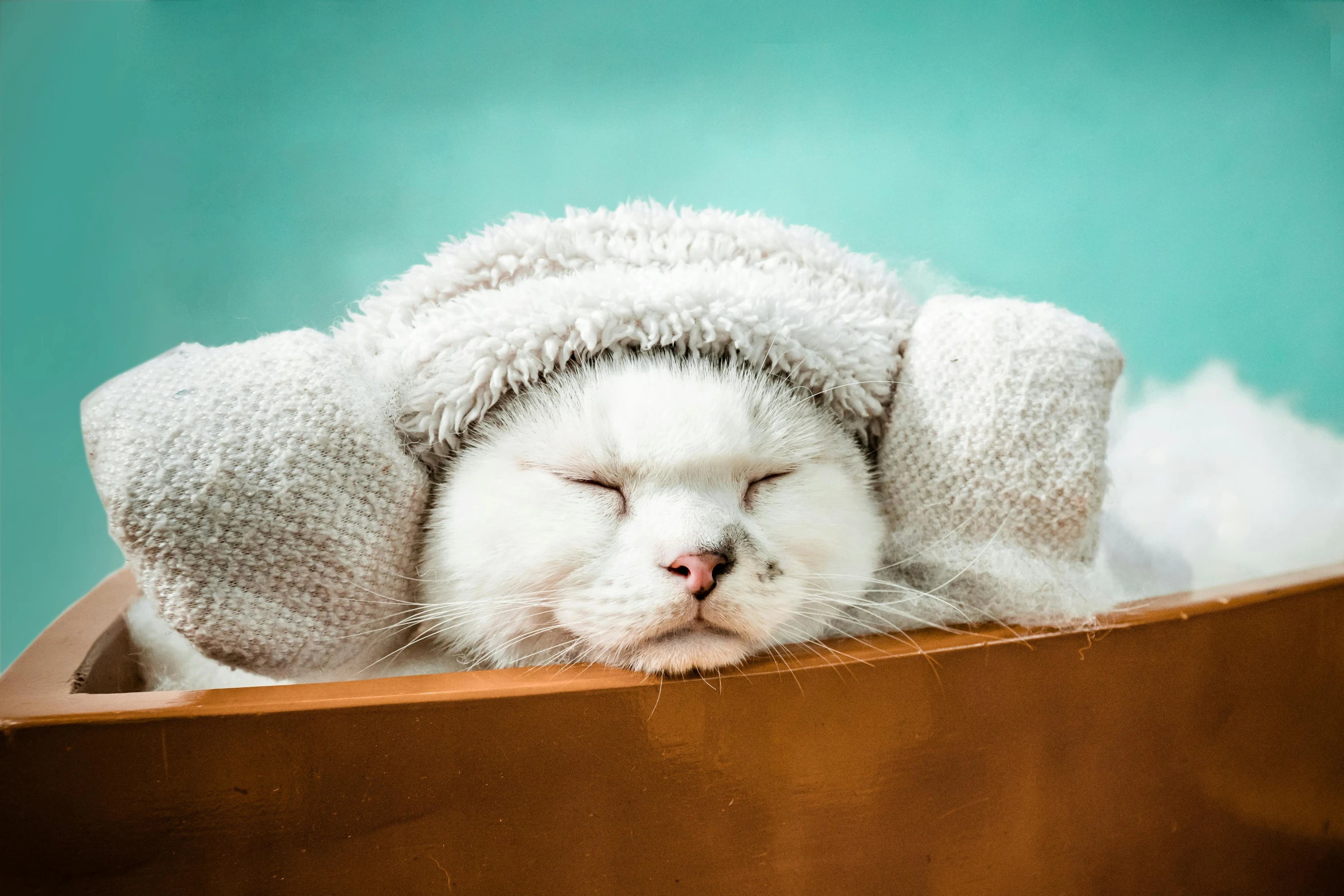 the white kitty is wearing warm clothing and sleeping