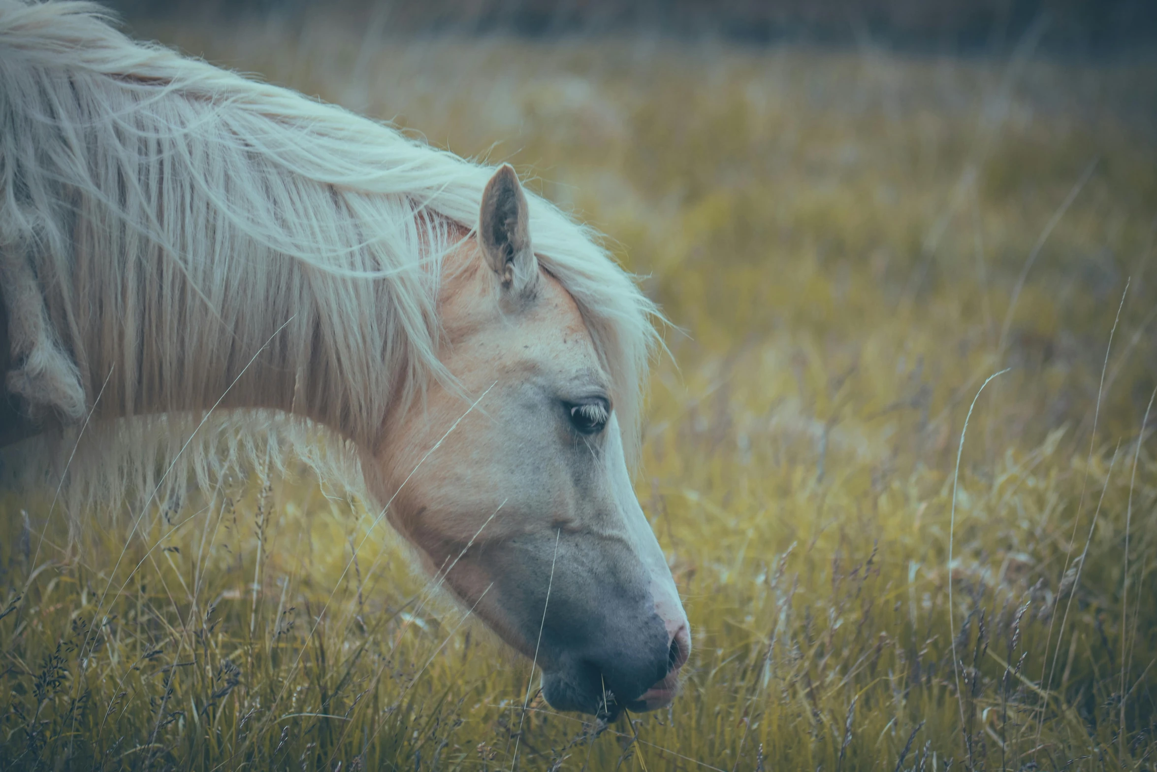 the horses hair is blowing in the wind