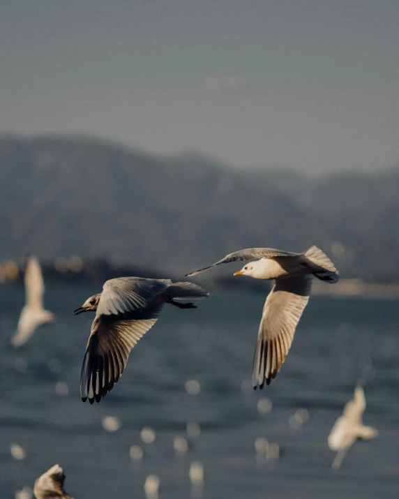 two seagulls in flight over a body of water