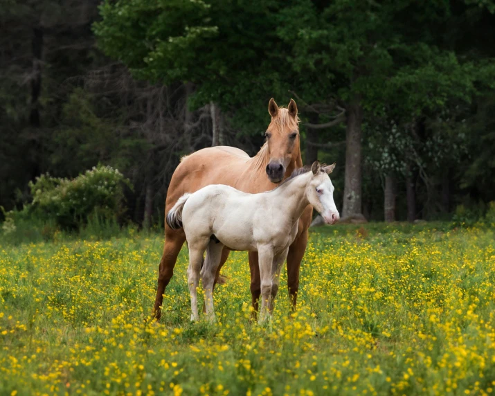 two horses in a grassy field with flowers