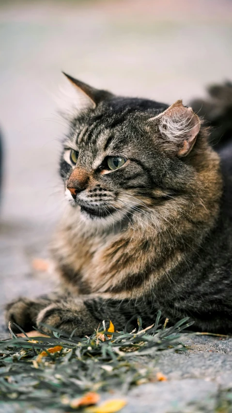 cat laying on the ground looking off into the distance