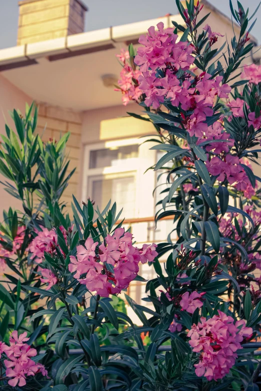 pink flowers against a window and some green leaves