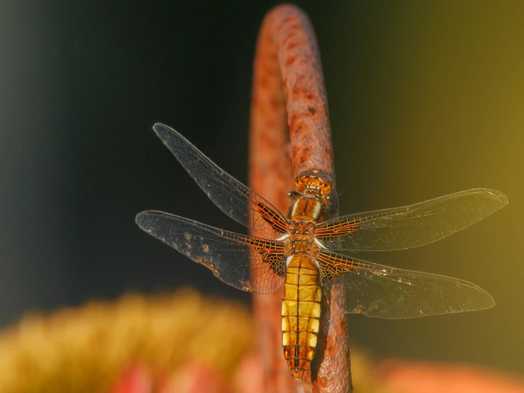 a close - up of a dragon flys across a stem