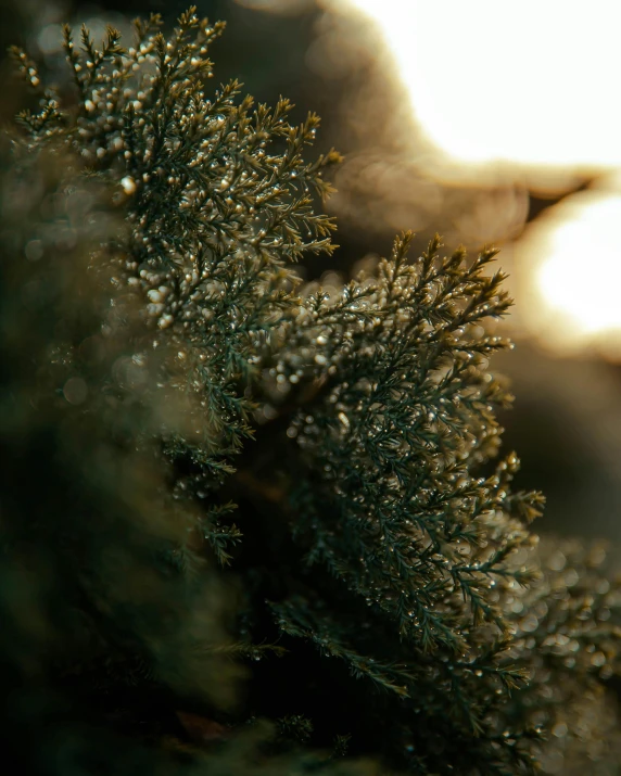 some very pretty leaves in the sun