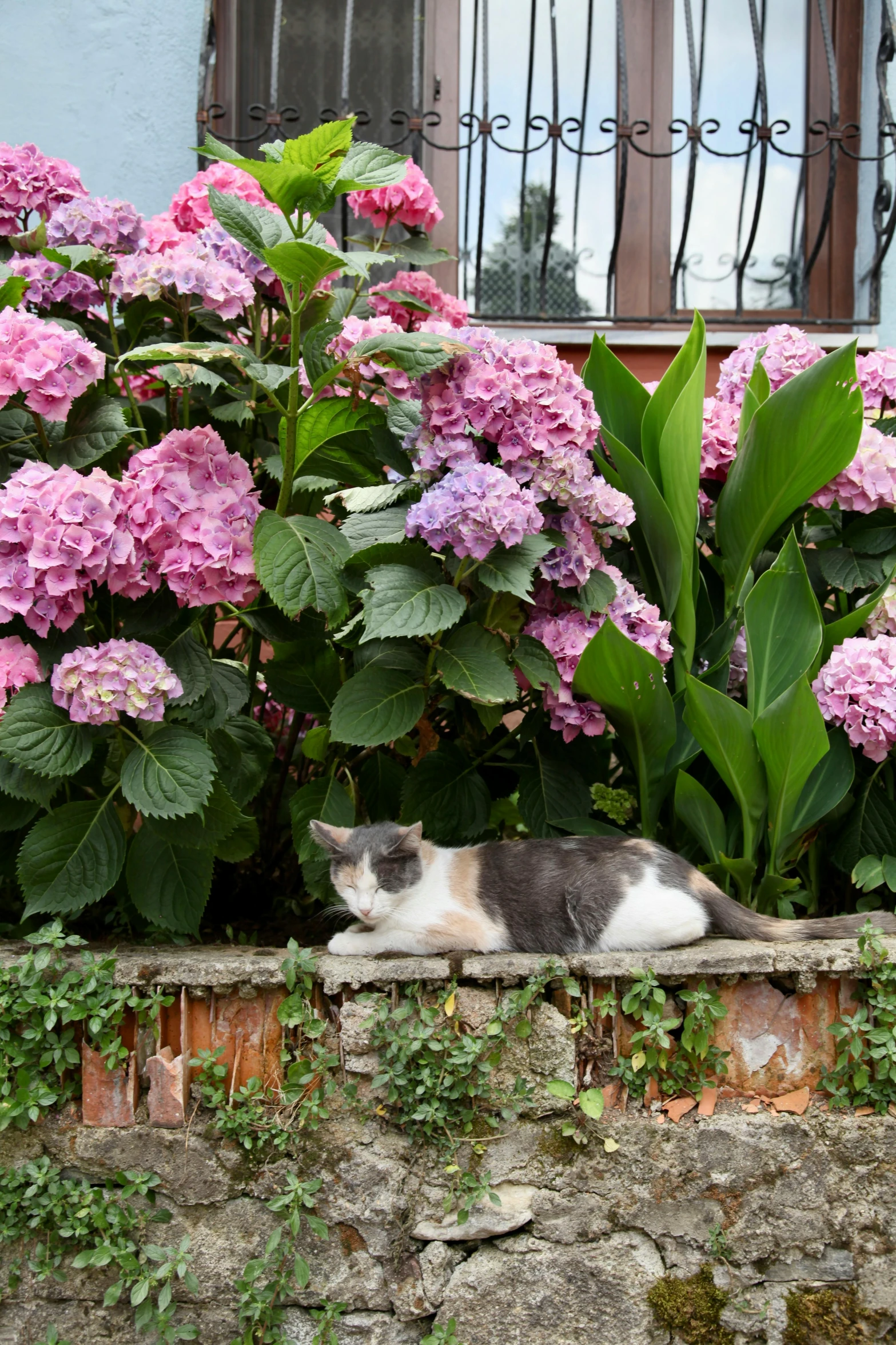 the cat is relaxing on the wall next to the flowers