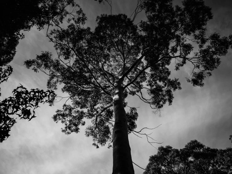 a tree against a dark sky with no leaves