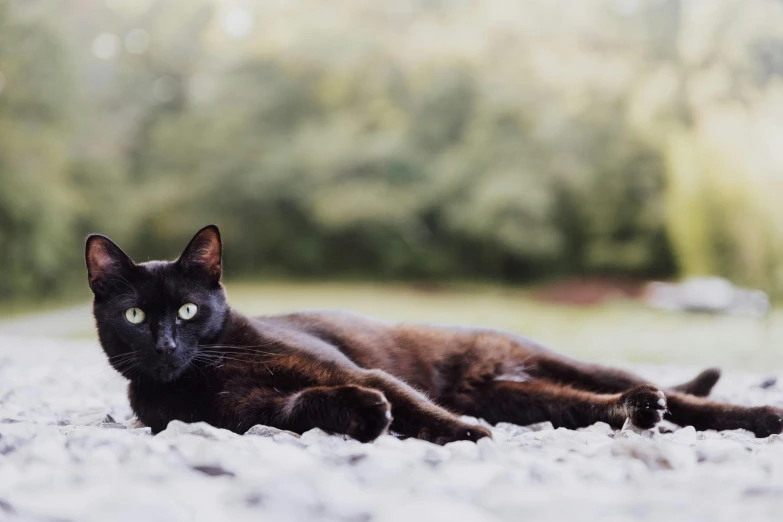 a black cat laying down in the dirt