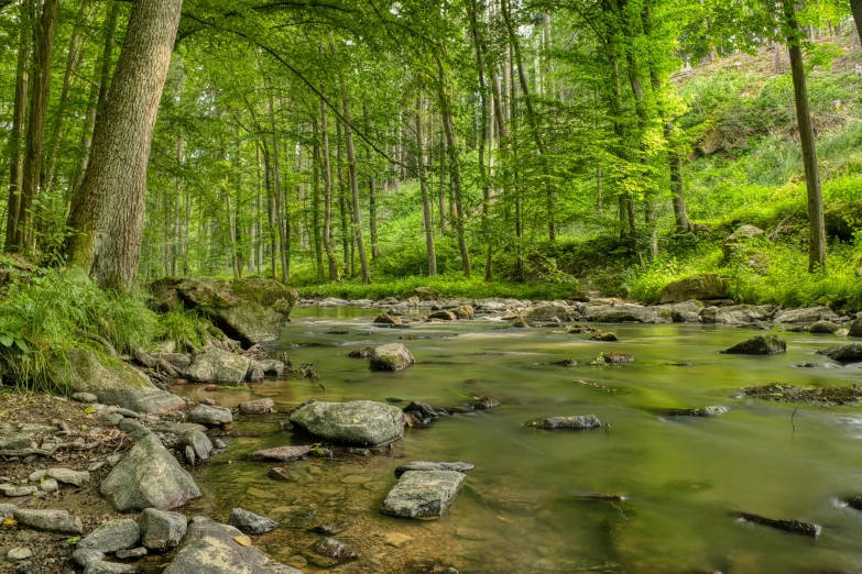 there is a stream flowing between many large trees