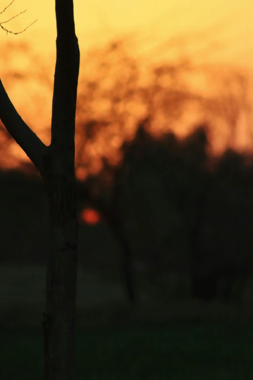 a tree is silhouetted against the sunset on a field