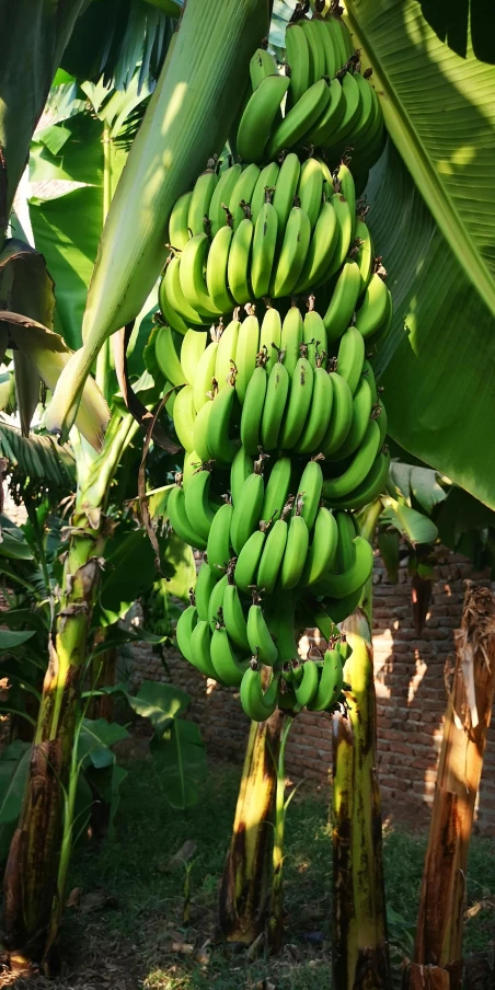 a large bunch of bananas growing by the trees