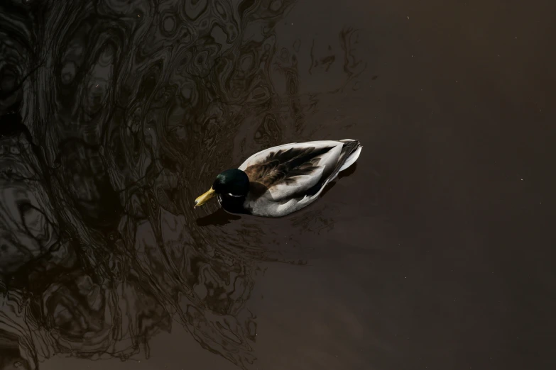 a duck floating on top of a body of water