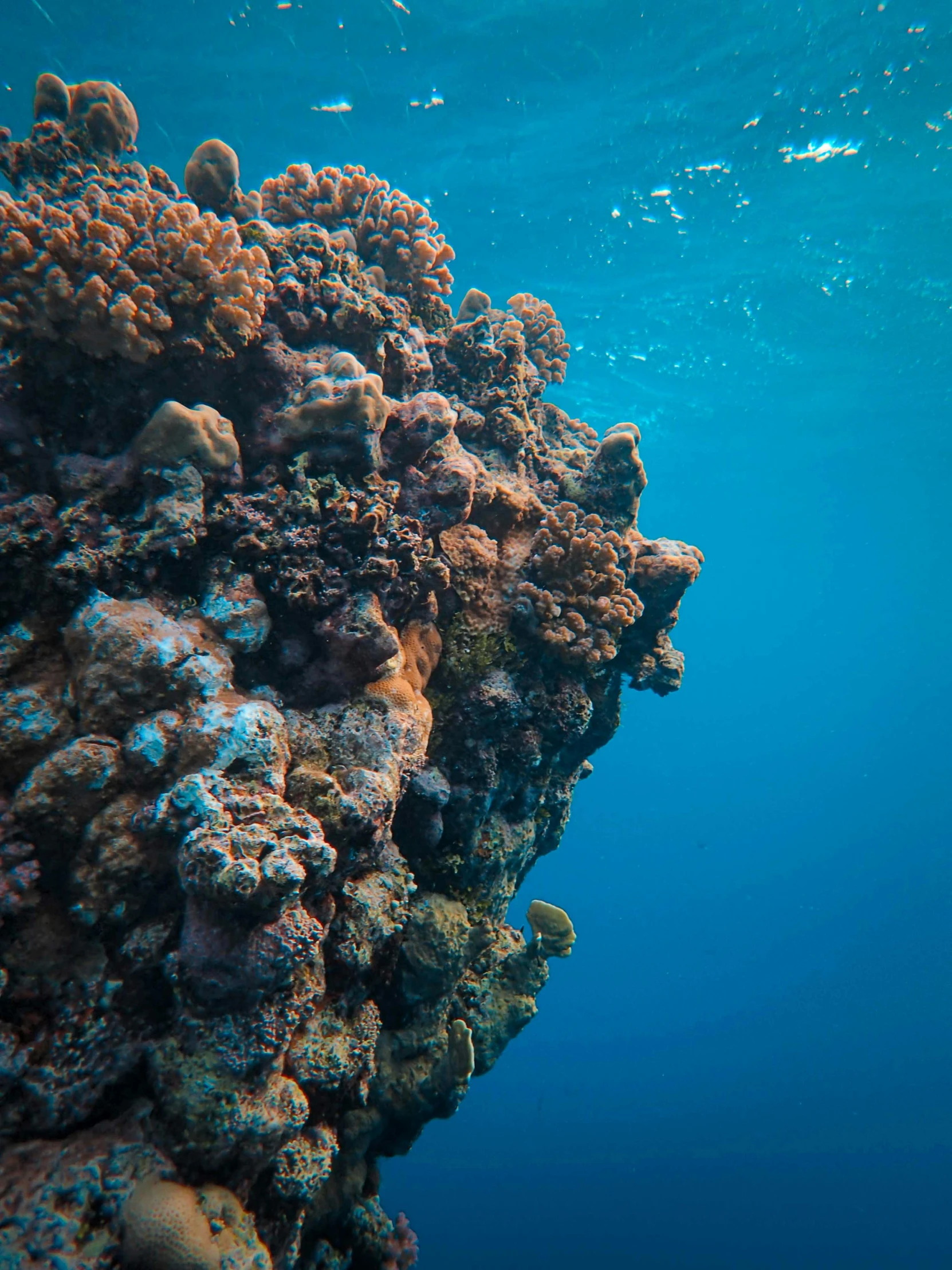 a wall diving over a sea filled with corals