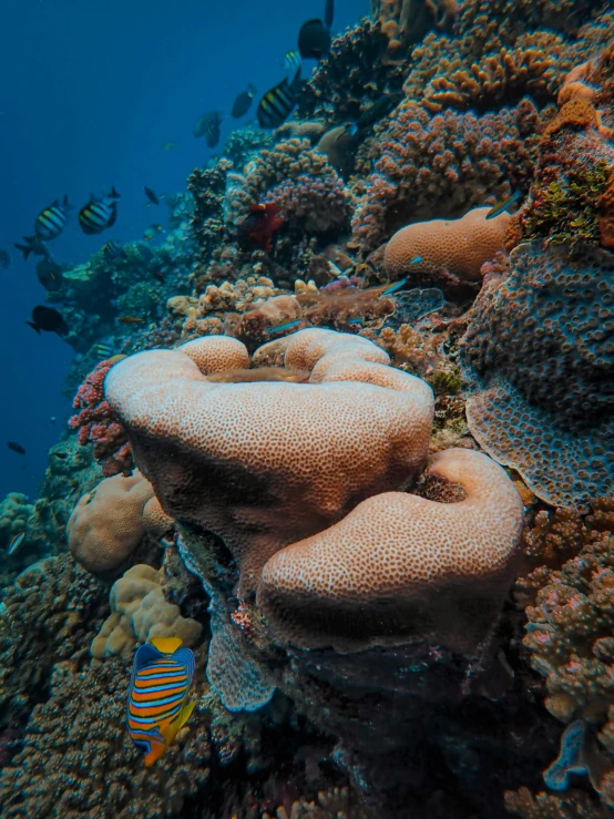 a coral and some fish on the ocean