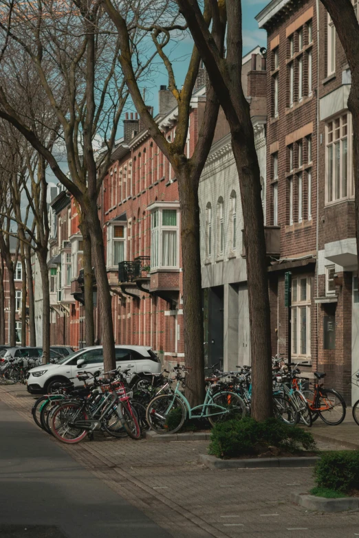 rows of bicycles are seen parked near trees on a street