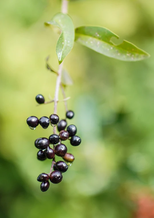 a plant with small black berries hanging from it