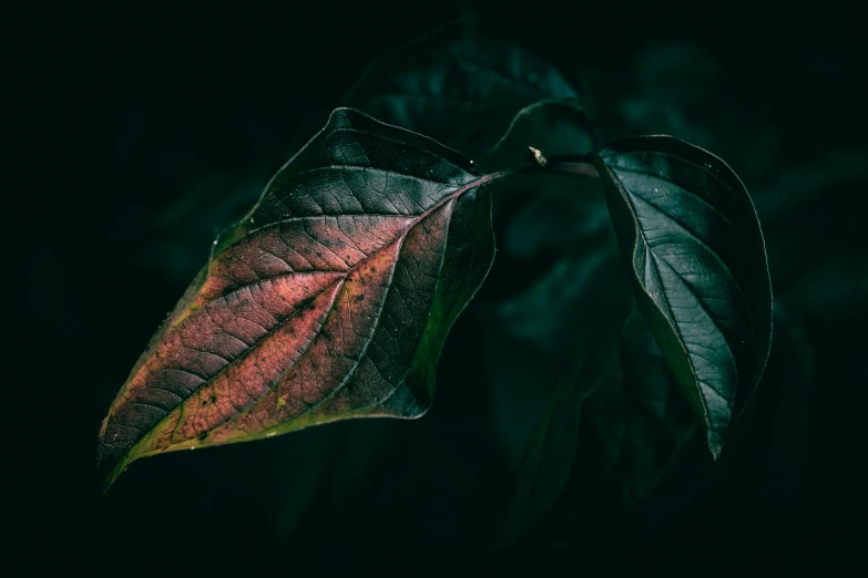 this is a po of a red leaf