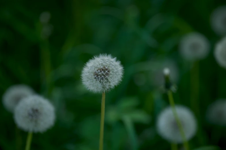 some very pretty white dandelions by some grass