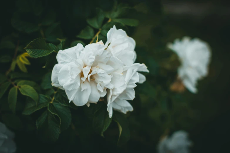 three white flowers with leaves in the foreground