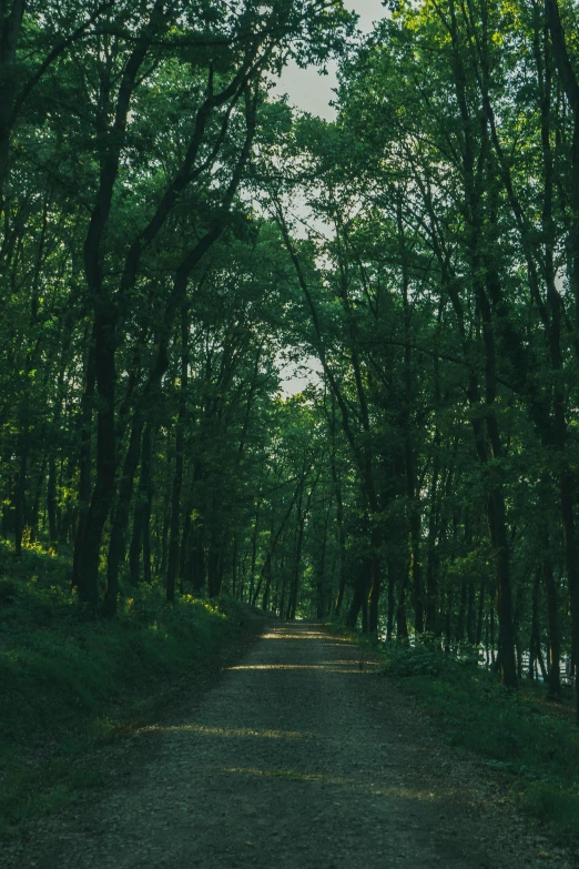 a road winds through the green trees in the countryside