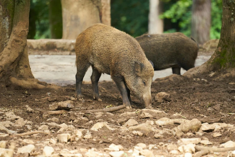 two bears are standing under some trees and dirt