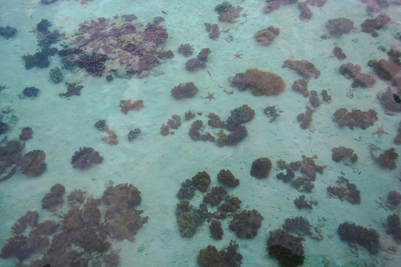 a bunch of animal and corals on the ocean floor