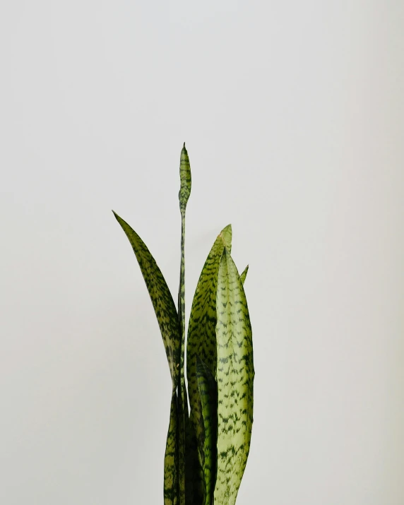 a small potted plant has a large green leaves