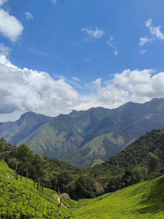 a field full of green grass with mountains in the background