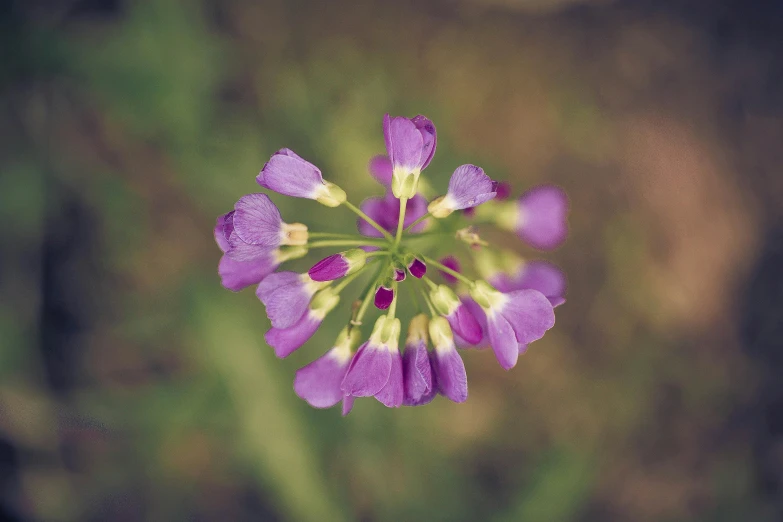 the purple flower is growing by itself