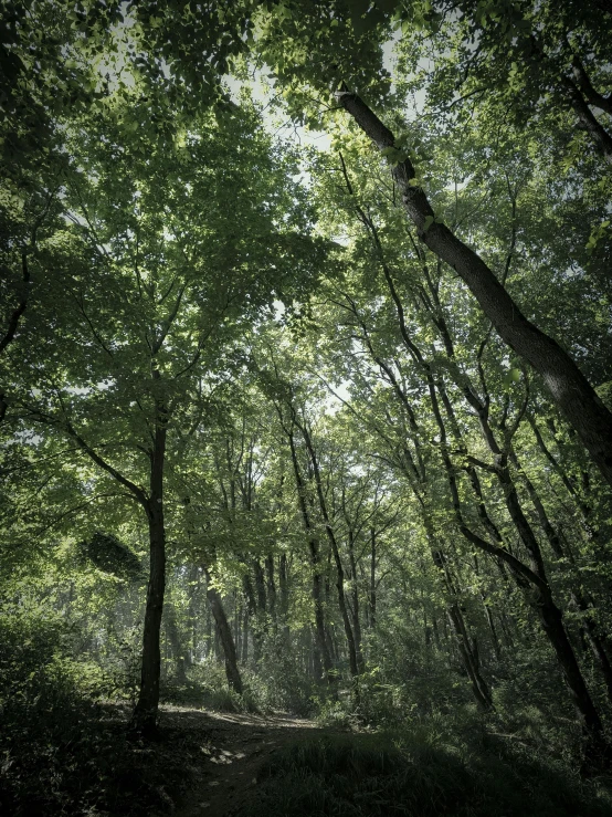 a group of trees that are next to each other