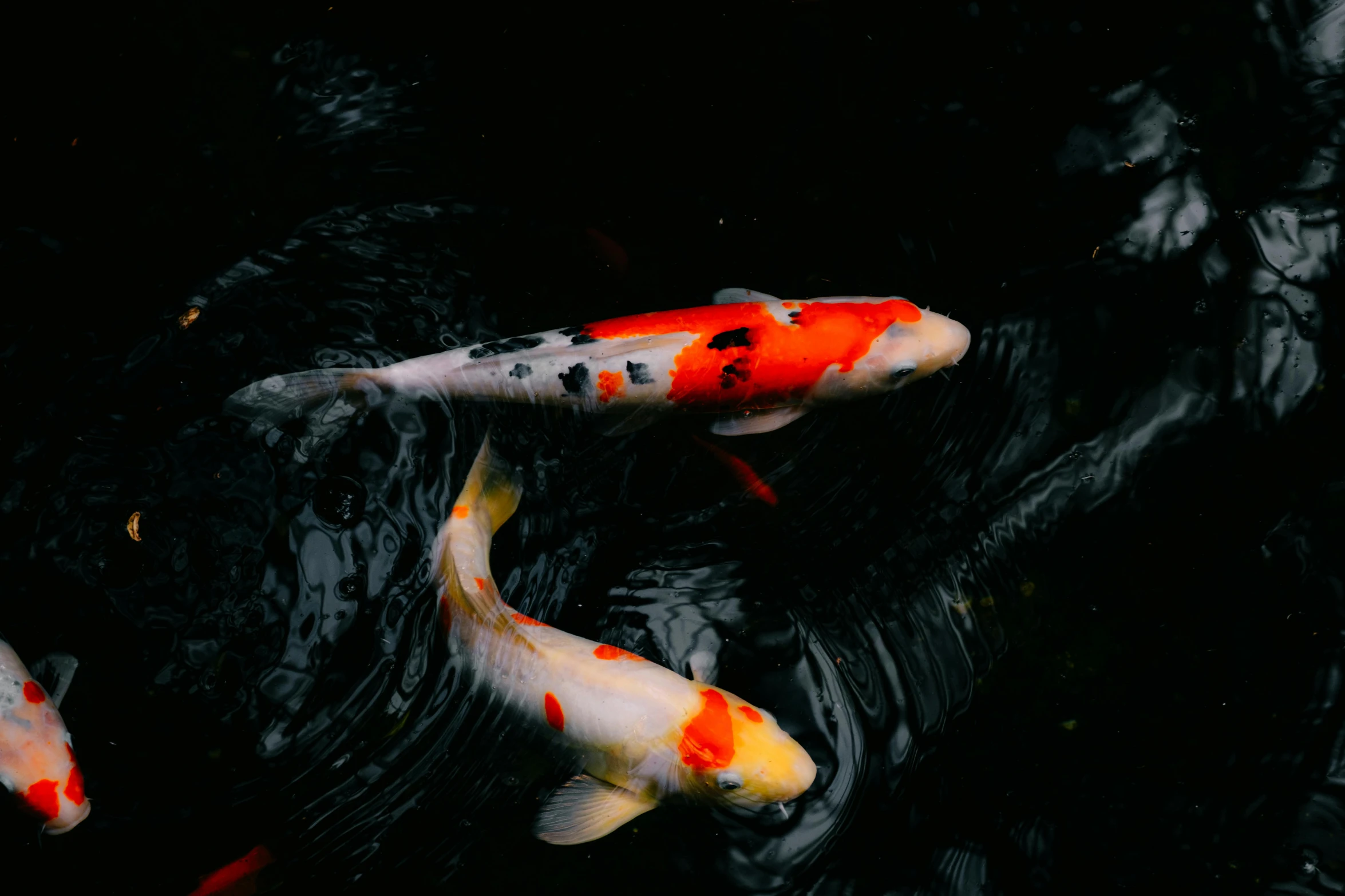 two koi fish swimming near one another in a pond