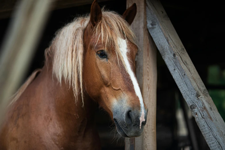 a horse looking over the side of a wooden structure