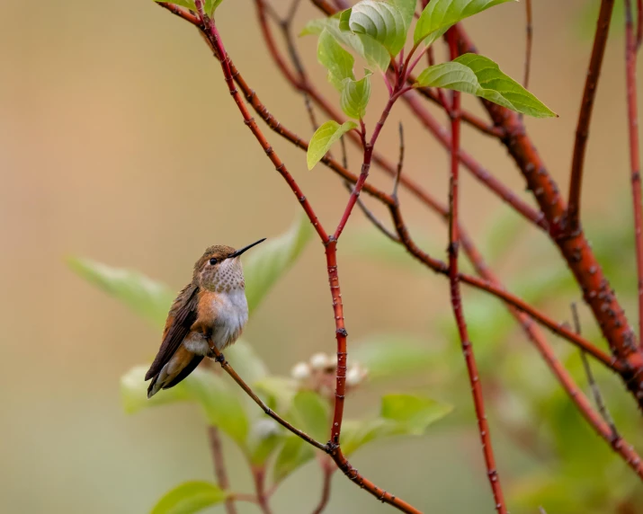 a small bird perched on top of a tree nch