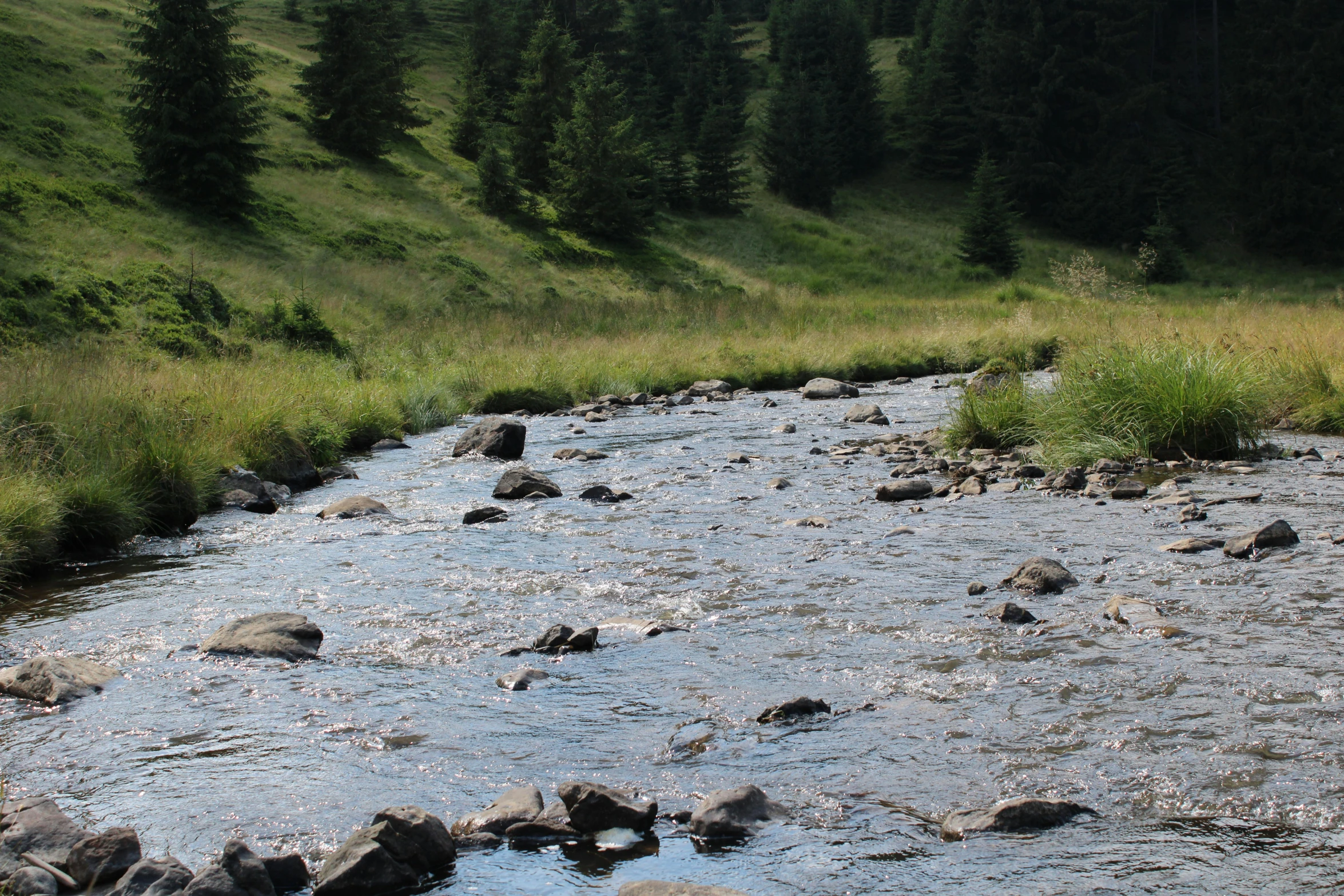 a stream of water with rocks and grass