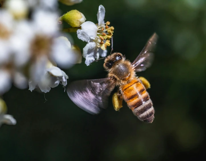 a bee flying around some flowers with one eye open