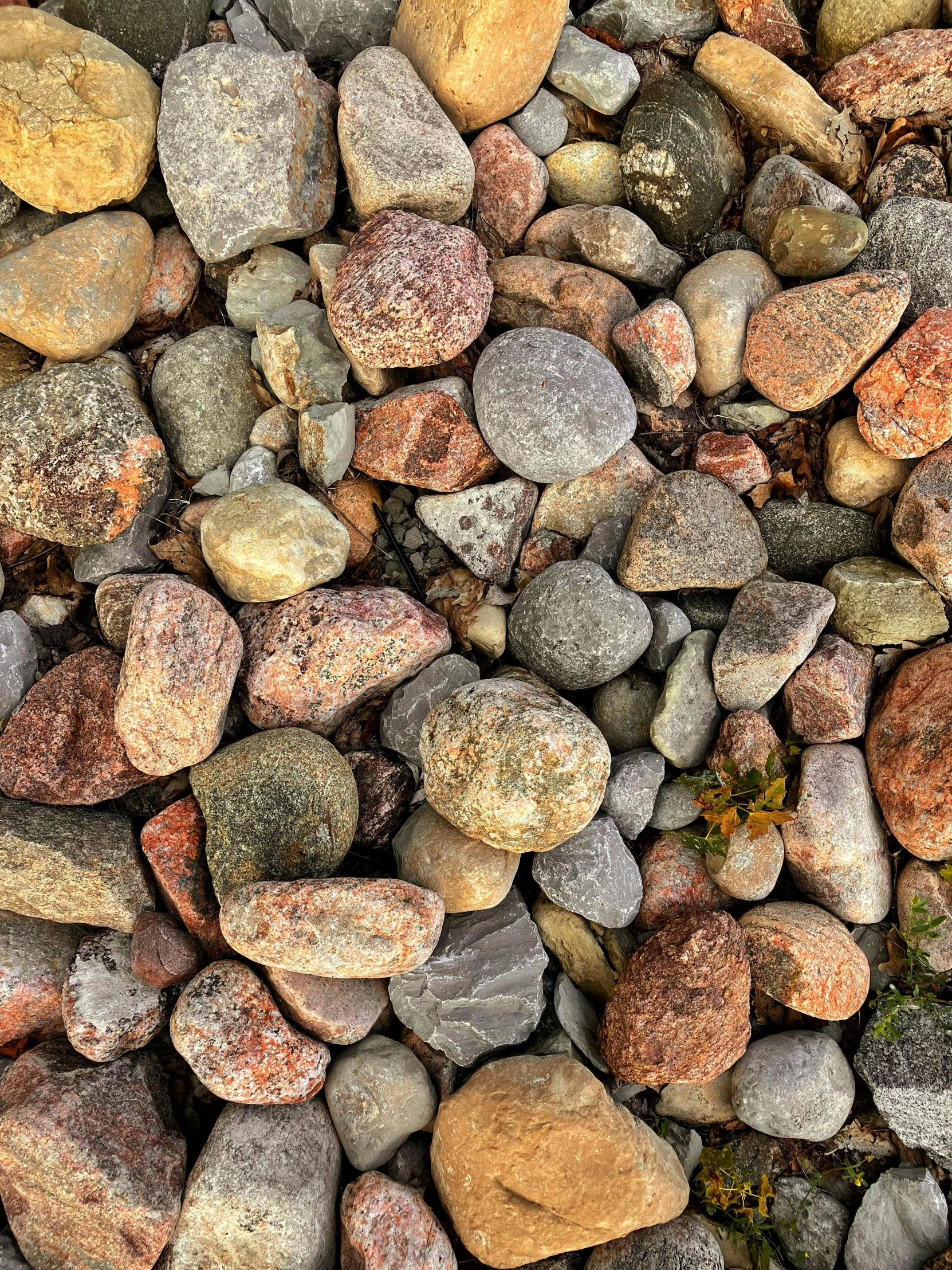 rock bed with various sized stones and plants