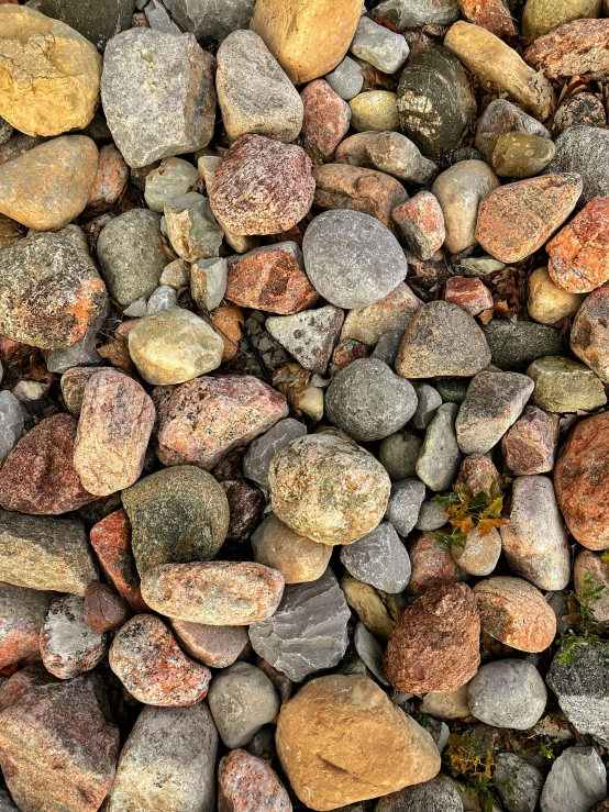 rock bed with various sized stones and plants