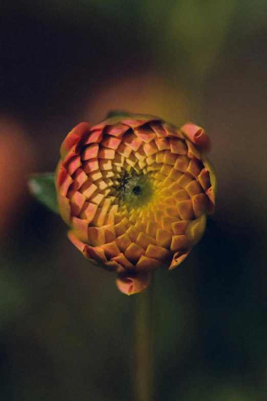 a close up of an orange flower blooming from the top