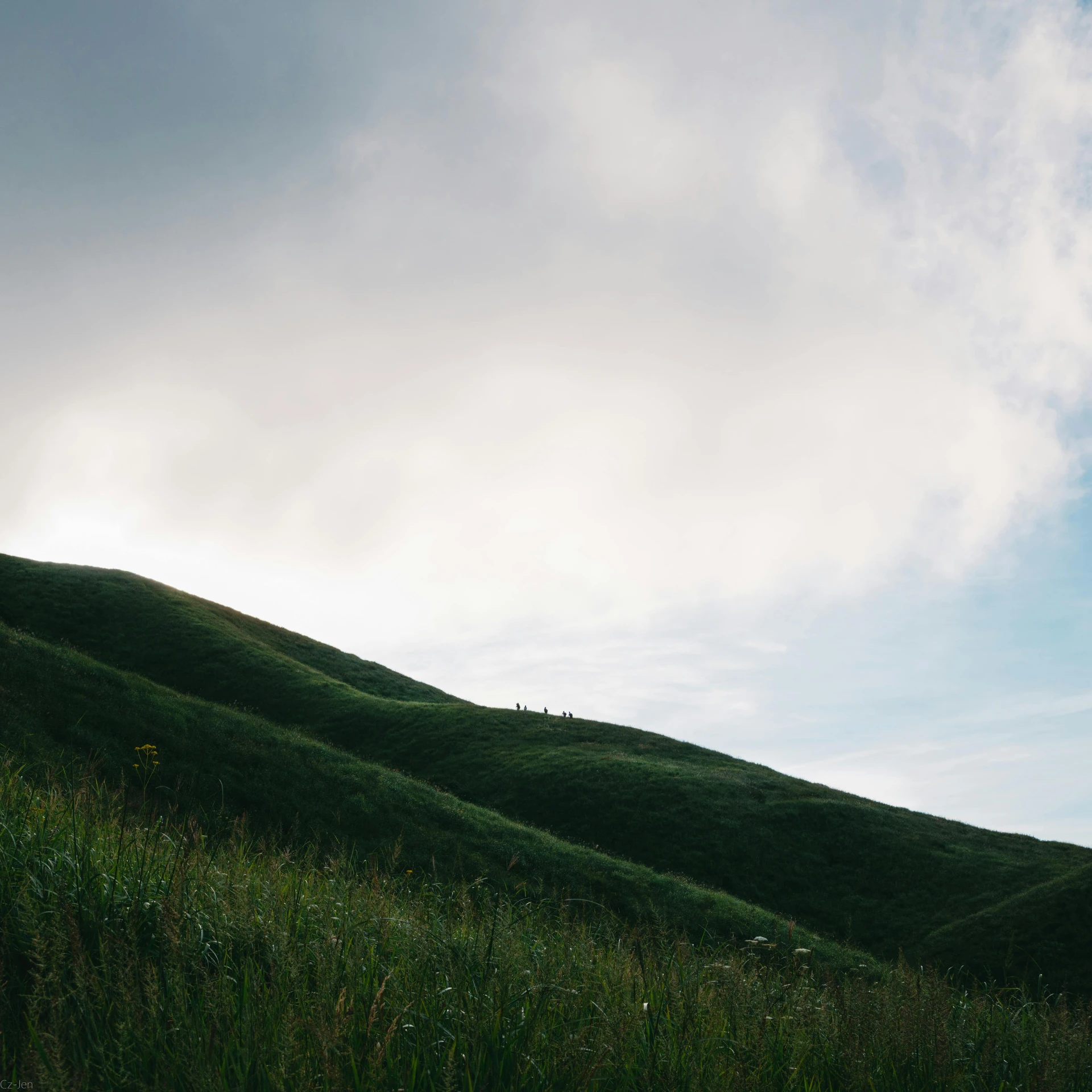 a very grassy hill with several animals sitting on it