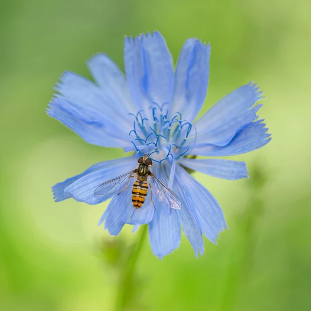 a bug sitting on top of a blue flower