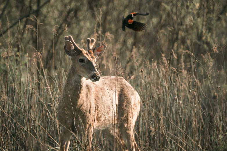 a red - winged blackbird is about to land on the head of a deer